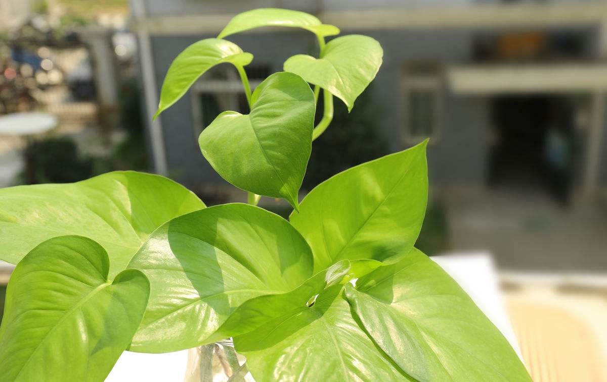 快死绿萝用了这3种水，救活不成问题，还能疯长爆盆！