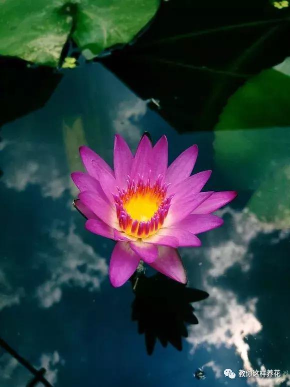 为了种花，老婆把老家的水缸偷来了，骗老妈说腌咸菜！