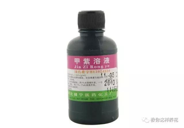 绿萝烂根之后的土还能养多肉吗,水培绿萝烂根用盐水消毒可以么