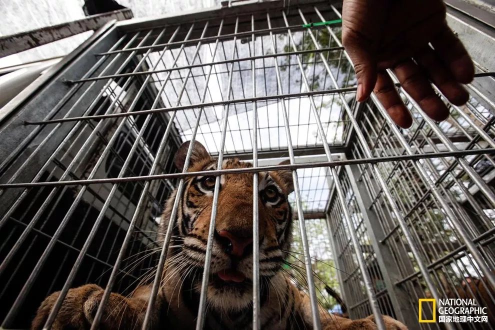 国家地理的真相,国家地理讲虎的纪录片