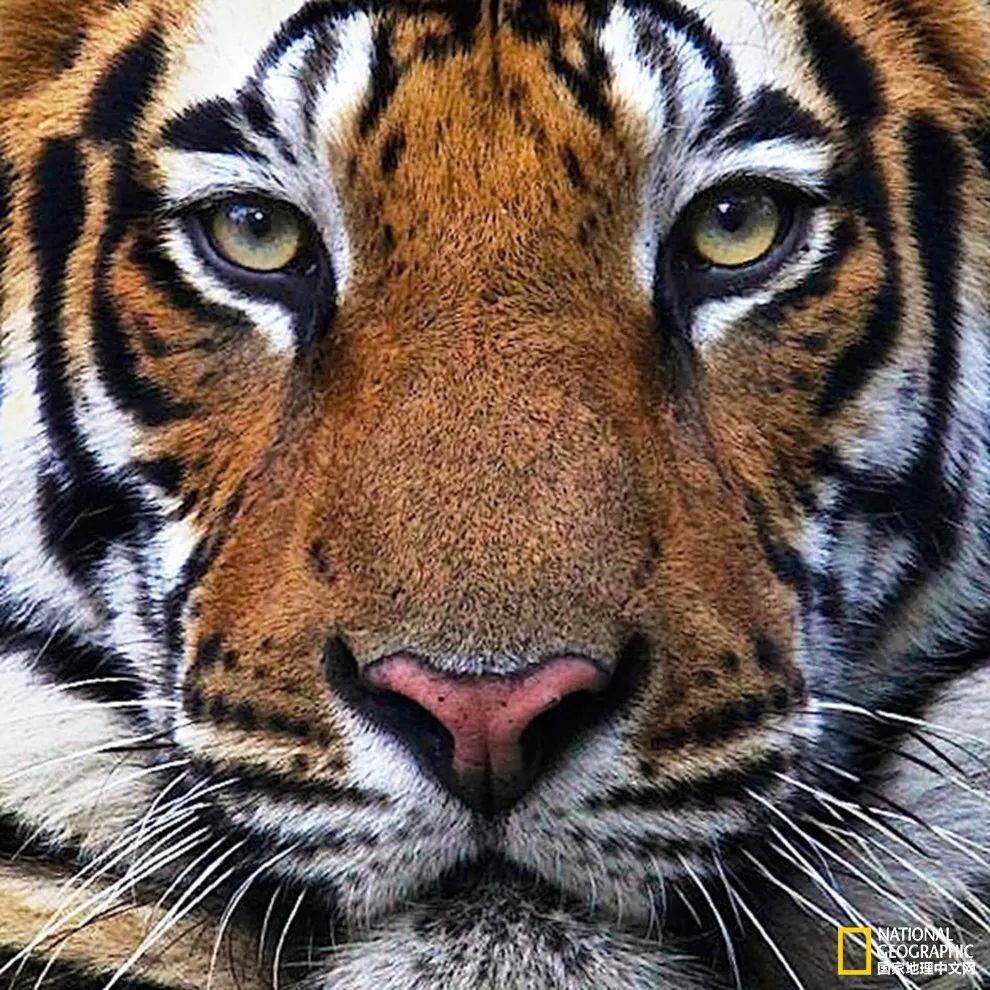 国家地理历史解密,国家地理老虎的复仇
