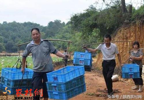 比城里混得好的3个农村创业项目！