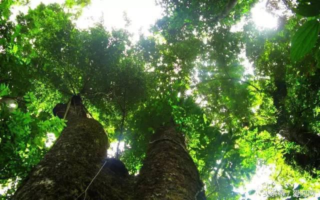 江浙沪深山老林旅游最好去处,清凉避暑好去处森林氧吧