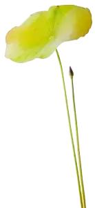 何湛兮:荷花的别名与诗词