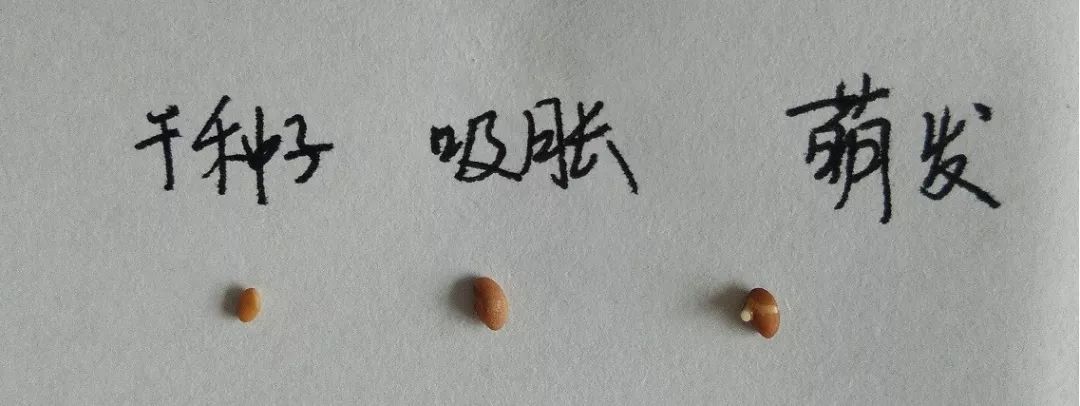 种子发芽了容易倒,种子发芽会不会坏