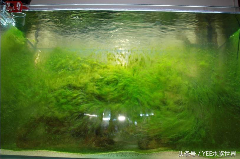 鹦鹉鱼缸水变红了怎么办,鱼缸一开灯鹦鹉鱼就沉底了