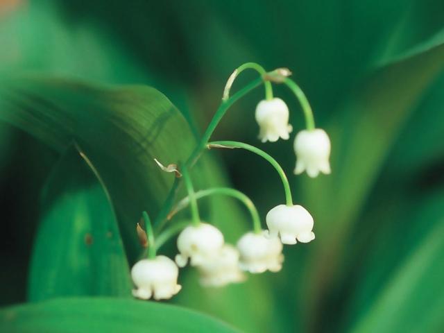 铃兰名贵吗,铃兰根茎怎么种植视频