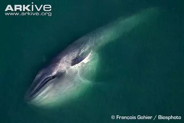 它的体重相当于30头大象总和，却一口吞下……