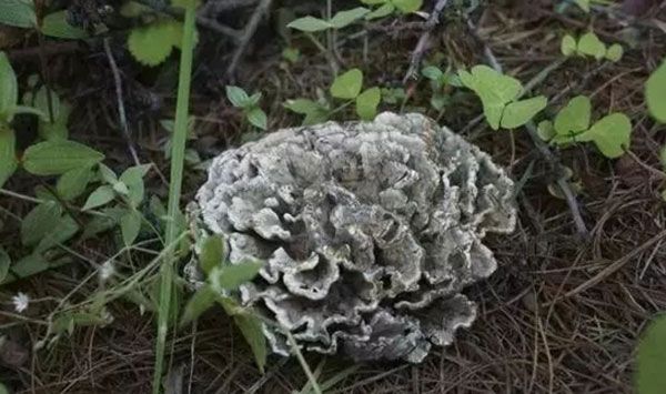 野生菌不知道有没有毒,野生菌有毒无毒的识别