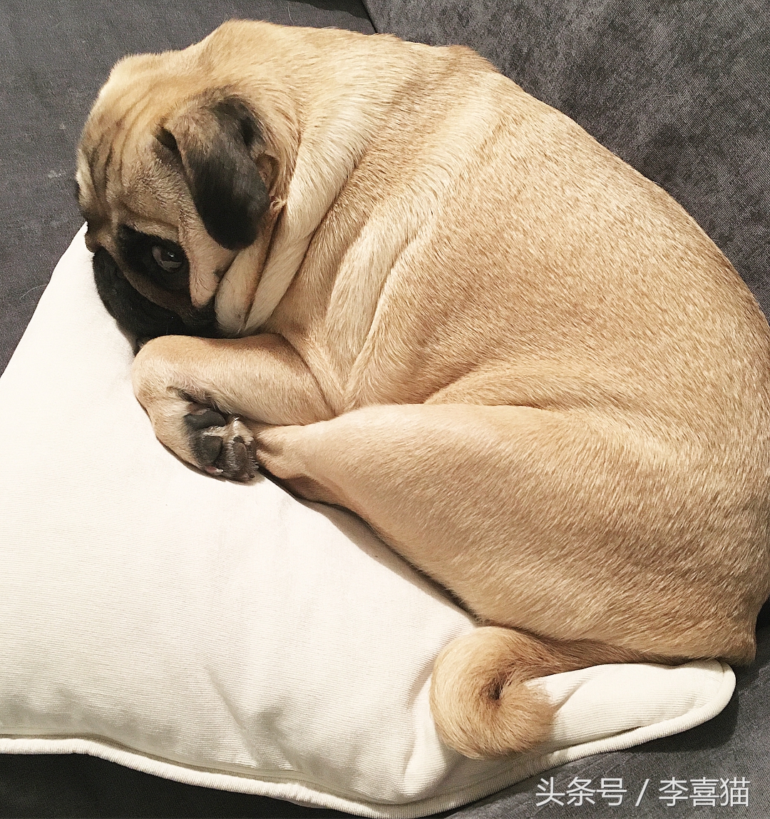 巴哥犬的日常表现有哪些,巴哥犬能有多可爱