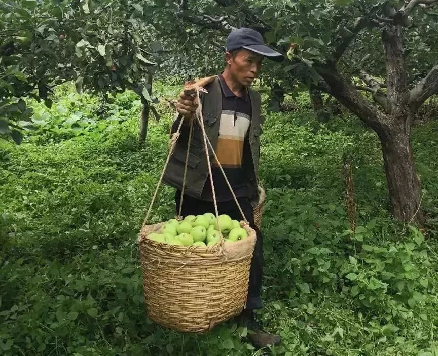 晚上吃苹果为什么堪比砒霜,为什么说苹果晚上吃是毒果