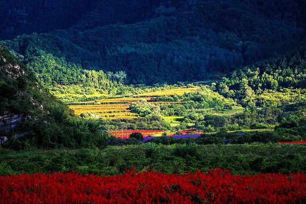 百里山水画廊四季花海,周末美好时光畅游千亩花海