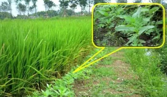 消灭草虫的最好方法,以草灭草