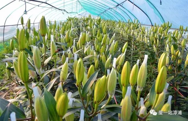 漳浦必去景点,漳浦最出名的地方