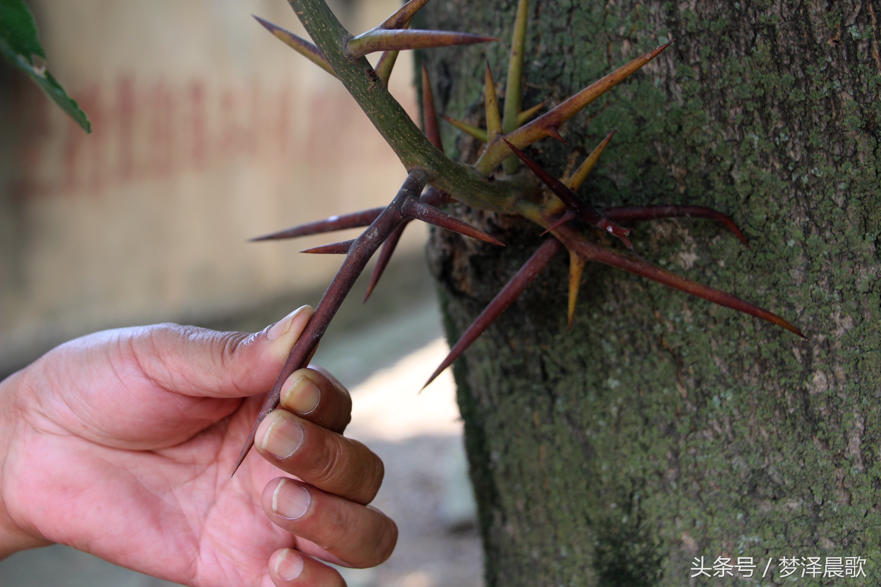 长满长长的尖刺看着吓人难得一见的稀有百年老皂荚树