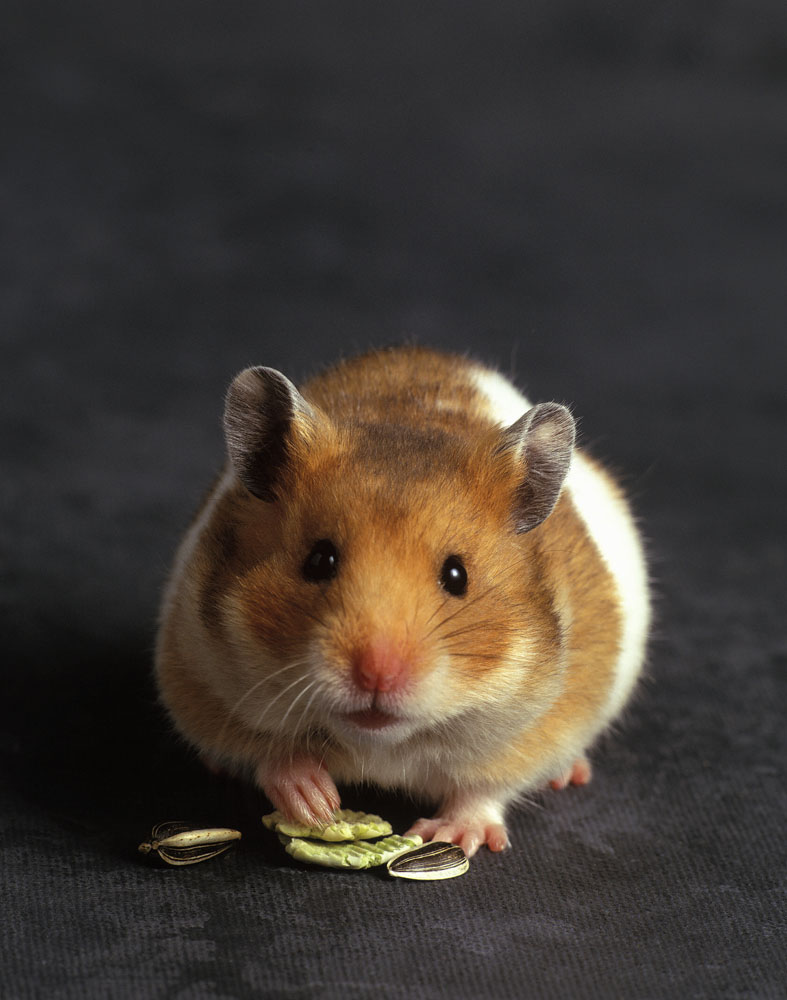 测一测你惧怕什么动物,心理测试孔雀老虎猴子解析