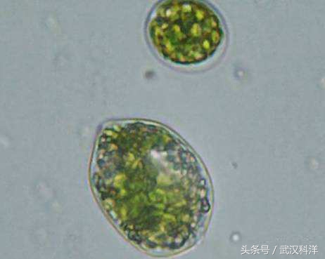 海边常见藻类植物图片,藻类植物常见的有什么