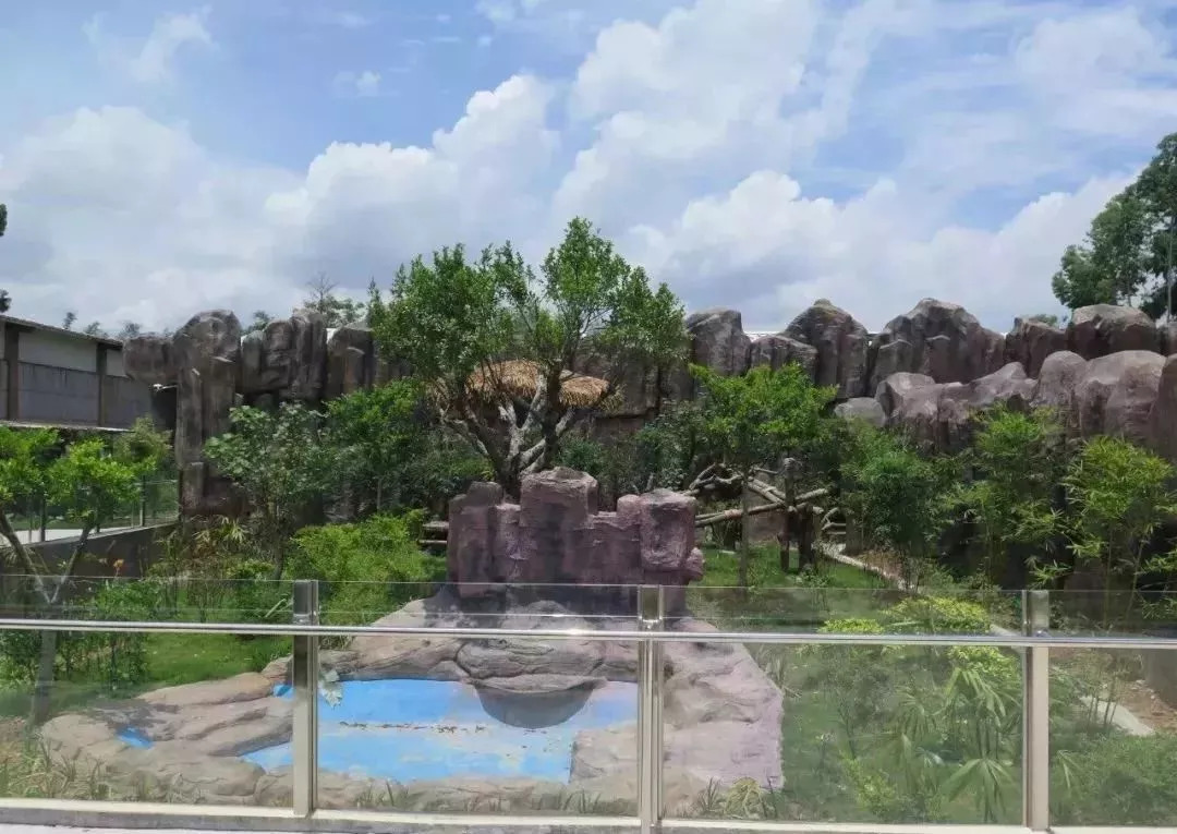 实力圈粉!熊猫兄弟今天正式亮相东莞,一大波萌图滚滚来袭