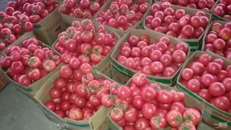 连云港特产排行榜前十名,连云港最全特产