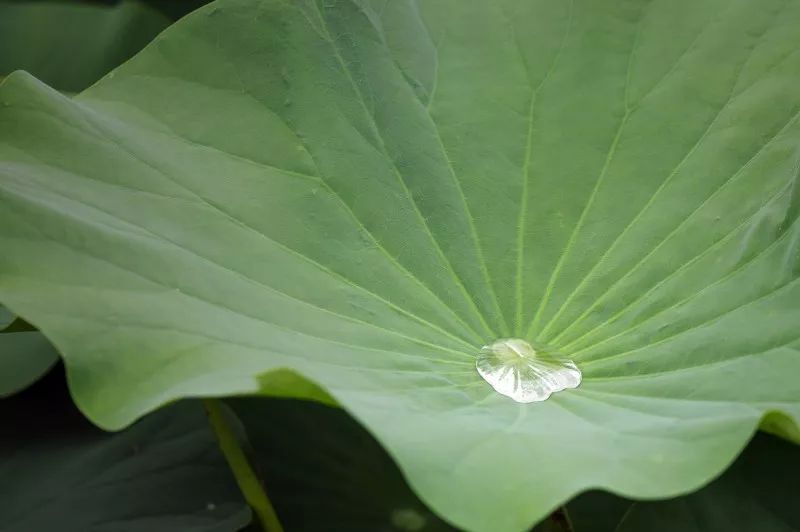 绿豆消暑祛湿汤,绿豆和哪些食材搭配更解暑