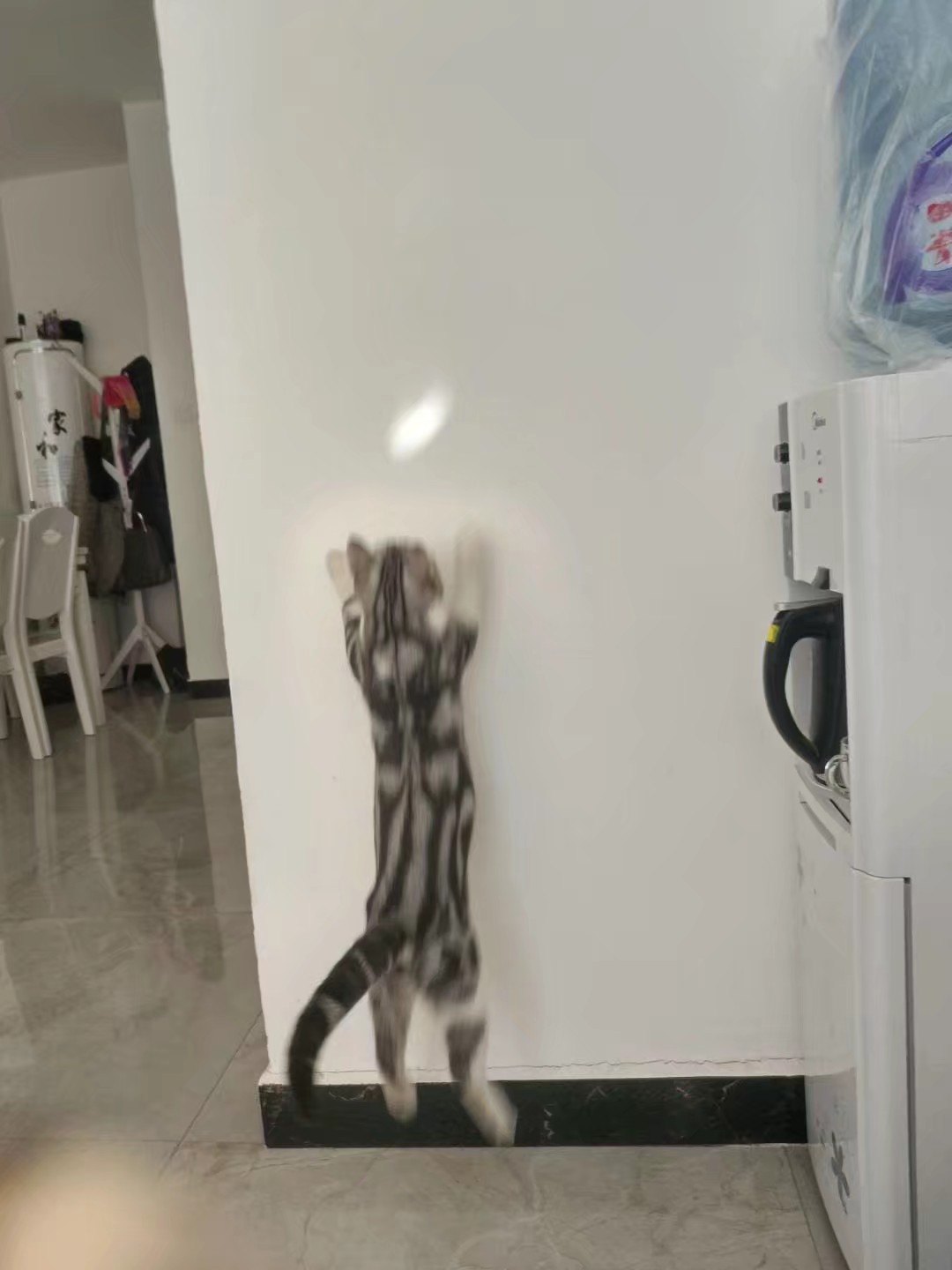 小猫顶球户外,小猫打抛球