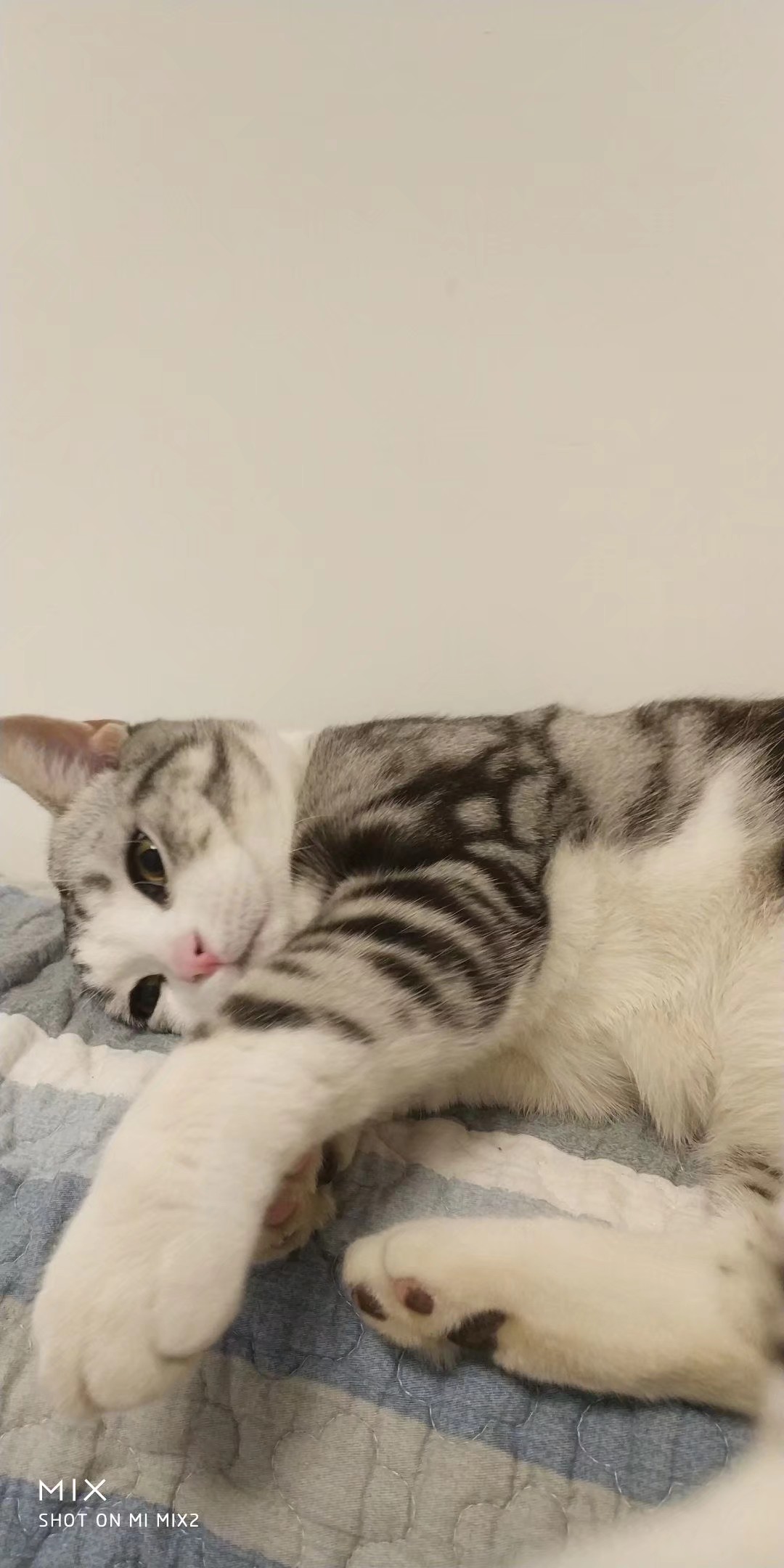 小猫顶球户外,小猫打抛球