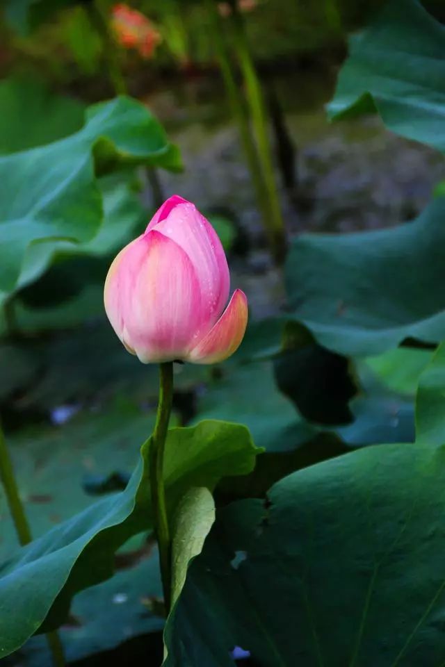 有没有一句你喜欢的但是夏日荷花的清凉就藏在这些只言片语之中