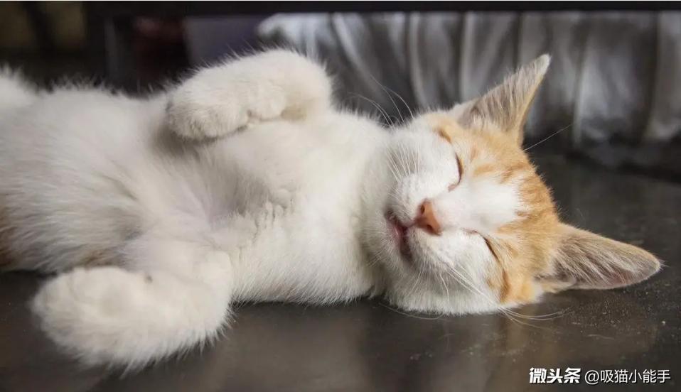 猫咪生活习惯小常识新手养猫必看,养猫咪新手入门必知猫的敏感点