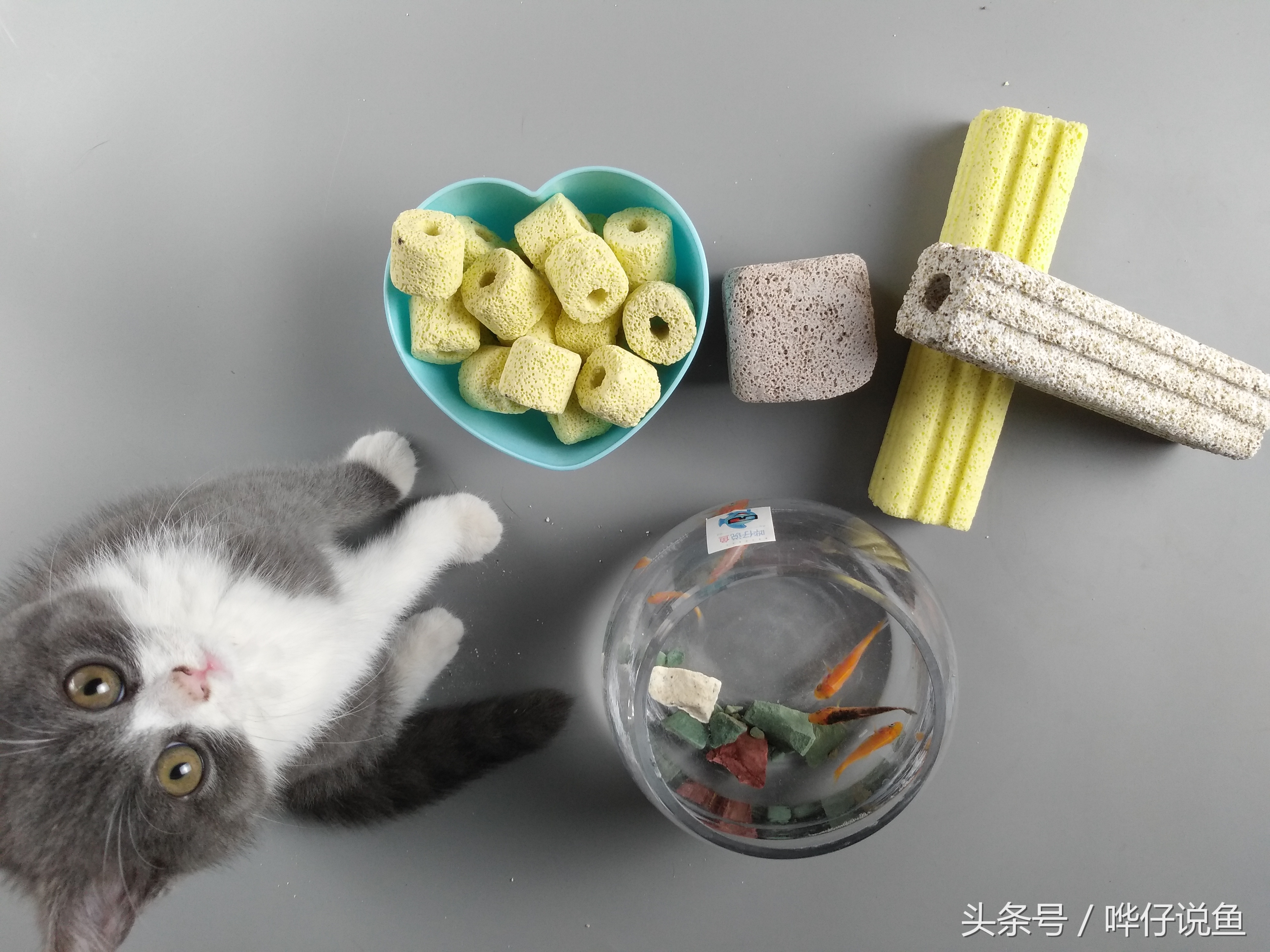 鱼缸细菌屋都需要什么,鱼缸细菌屋都有什么