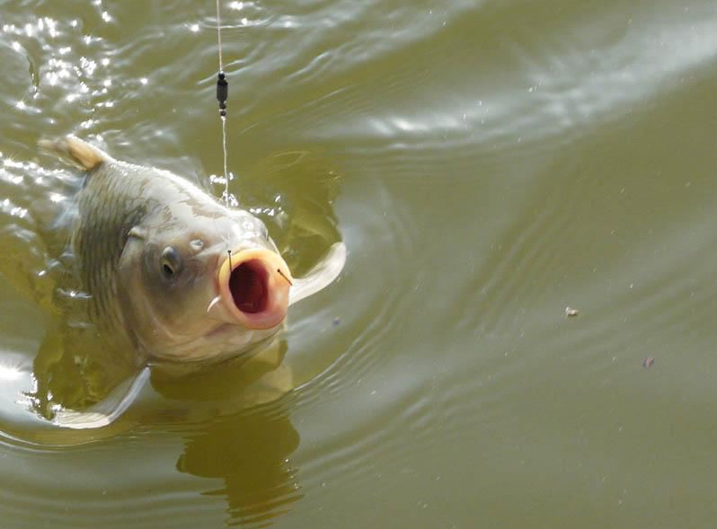 野钓鲤鱼抓口的正确方法教程,野钓大鱼怎么打窝用什么钓