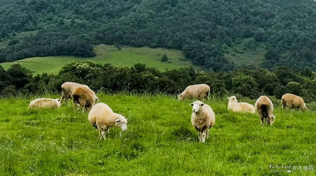寻甸凤龙青青草原,寻甸凤龙山草原