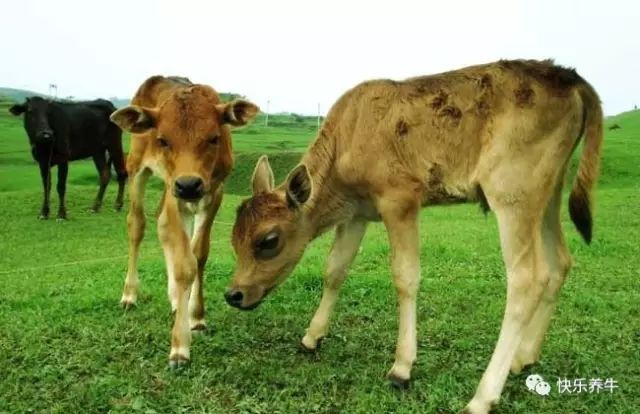 怎样科学养殖牛,科学养牛第一讲