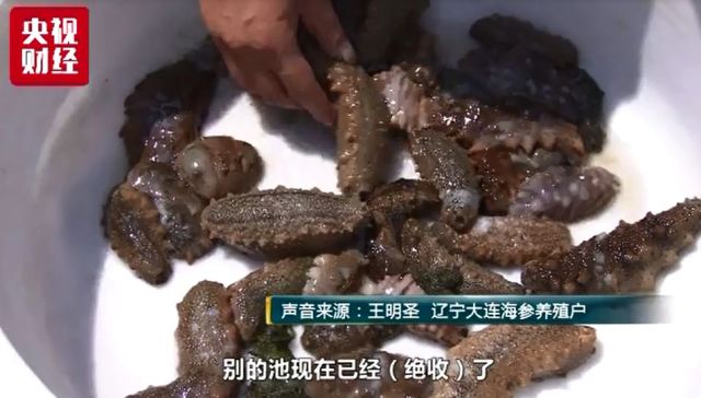 大连海参高温死亡,大连海参损失事件