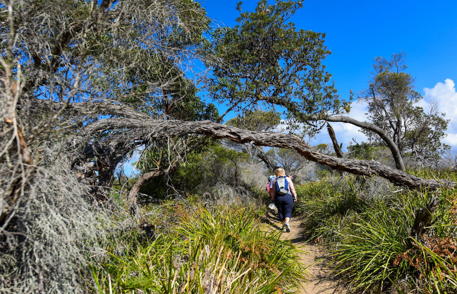 悉尼皇家国家公园图片,悉尼海港国家公园