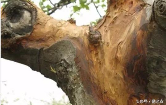 发展生态农业是生态效应吗,发展生态农业的总结