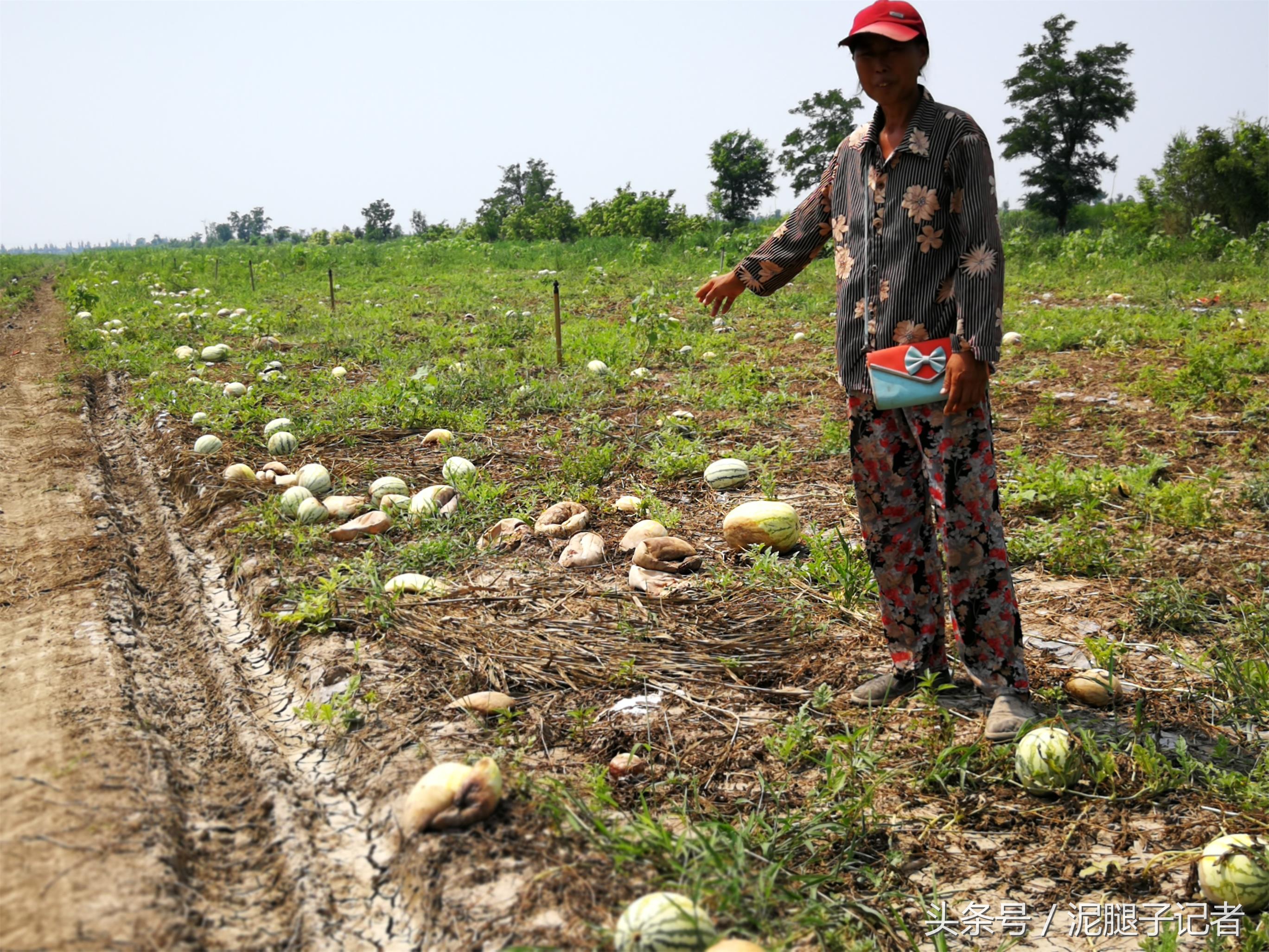 高温天气引起西瓜腐烂的原因,西瓜高温坏了有得救吗