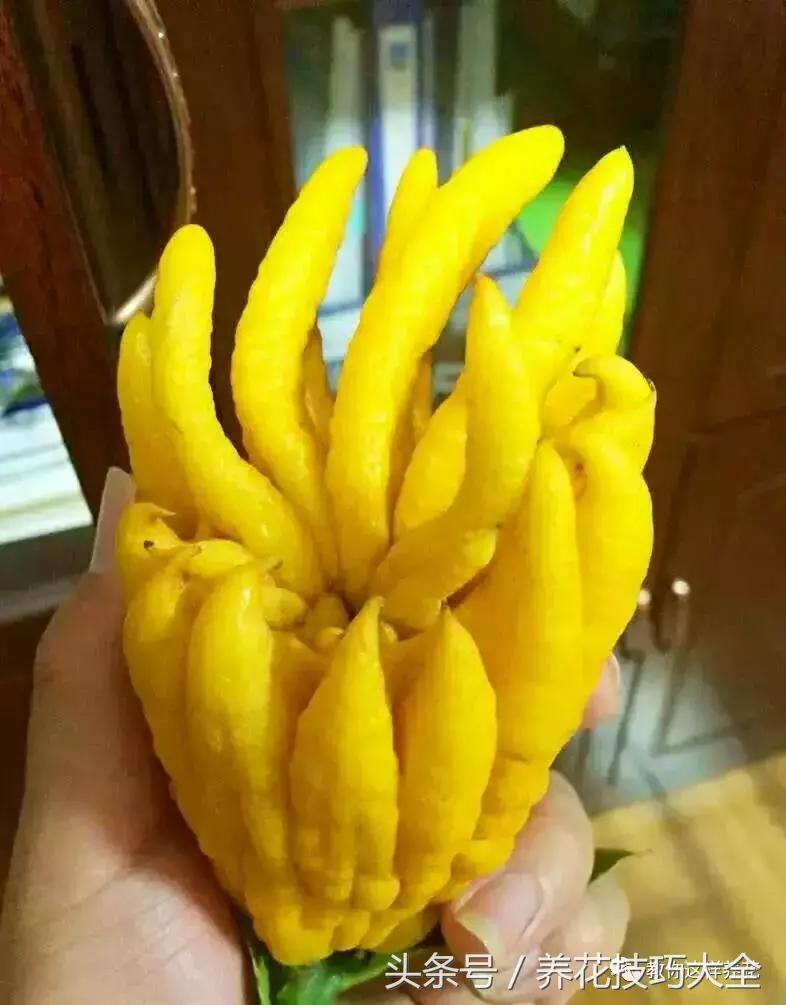 入睡困难也容易醒吃什么助眠药,入睡困难惊醒吃什么助睡眠的药好