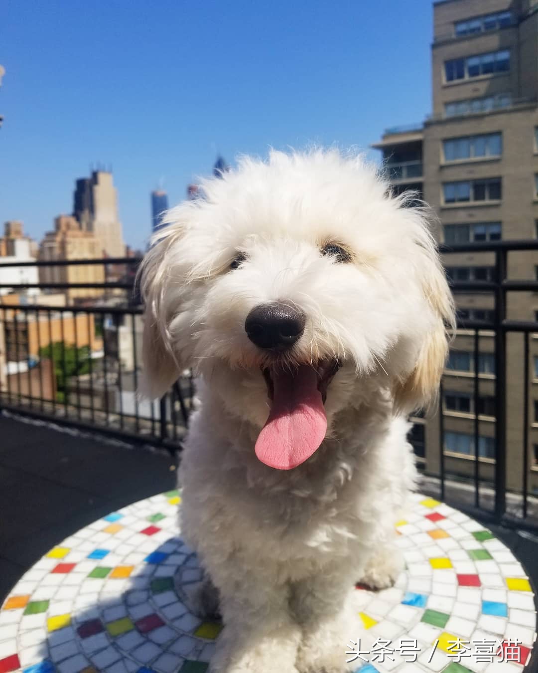 五种来自非洲的狗狗，最后一种可爱得像团毛球，知名度却很低