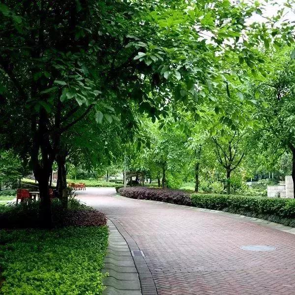 深圳最新开放公园景点图片欣赏,深圳最新的一个超级公园