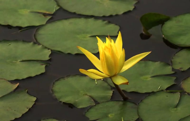 深圳最新开放公园景点图片欣赏,深圳最新的一个超级公园