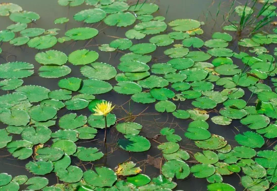 深圳最新的一个超级公园,深圳美景免费景点