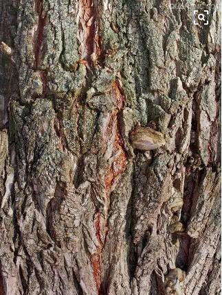 古人们都是靠什么东西来缓解疼痛的？古代十大“麻醉剂”盘点