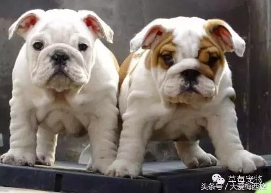 英国斗牛犬vs比特犬,英国斗牛犬标准体型图