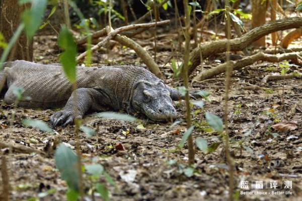 蓝莓评测美国蓝莓,蓝莓评测