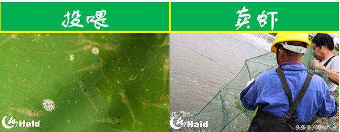 虾的养殖用什么饲料,养虾成本与利润分析表格