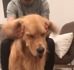 养金毛有什么要注意的,养金毛需要注意这些