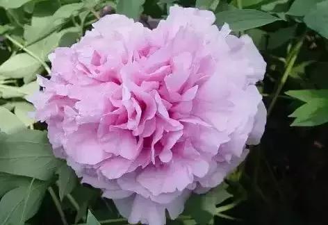 8.8发财日的祝福,8月18日发财日早安祝福图片