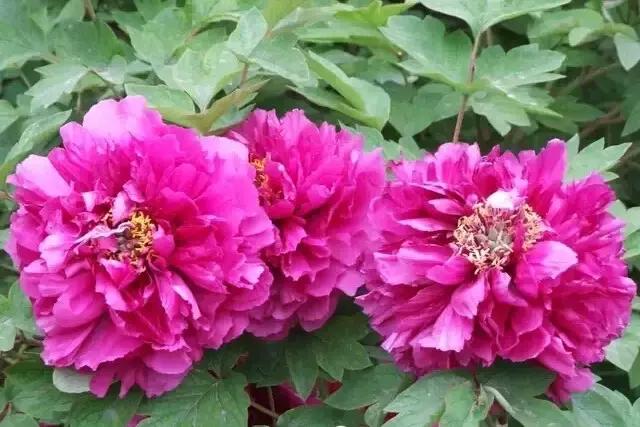 8.8发财日的祝福,8月18日发财日早安祝福图片