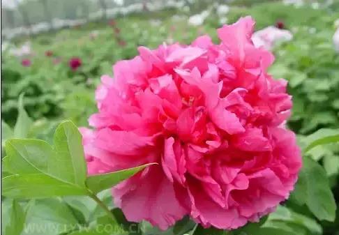 8.8发财日的祝福,8月18日发财日早安祝福图片