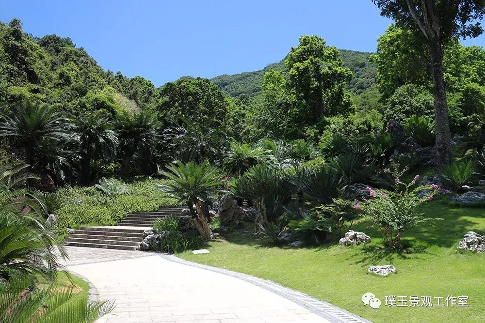 铁树植物园,铁树开花是很奇特的景色